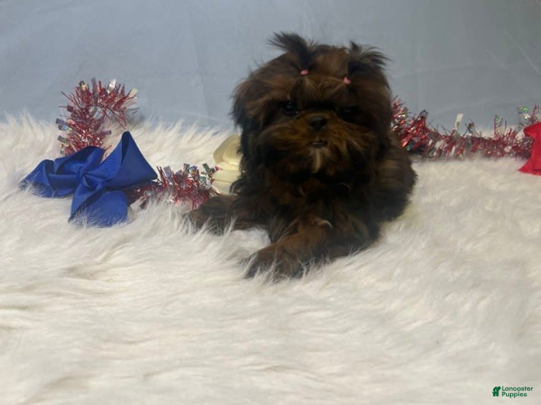 Shih Tzu dogs for sale: Glitterbug Pink - Image 11