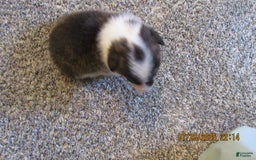 American Corgi dogs for sale: Brindle - Image 4