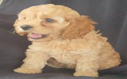 Cockapoo dogs for sale: Brooke - Image 3
