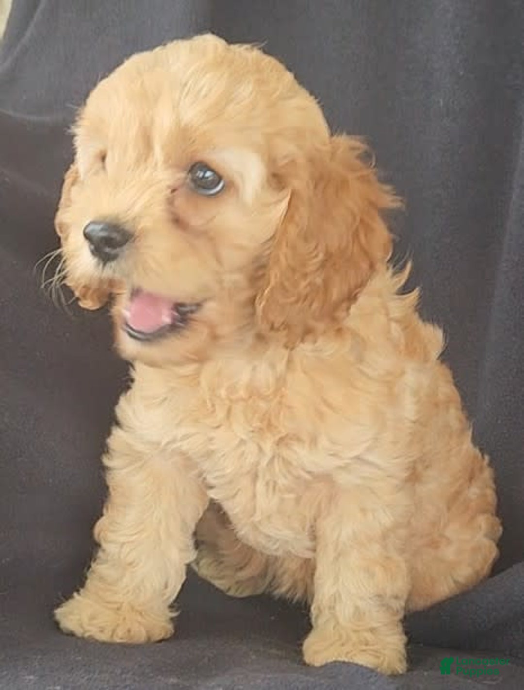 Cockapoo dogs for sale: Brooke - Image 3