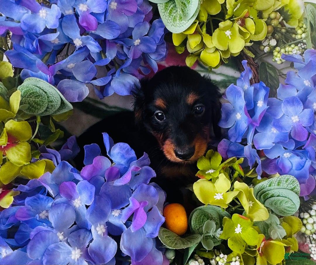 Miniature Dachshund dogs for sale: Piper - Image 7