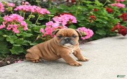 English Bulldog dogs for sale: Wendy - Image 3