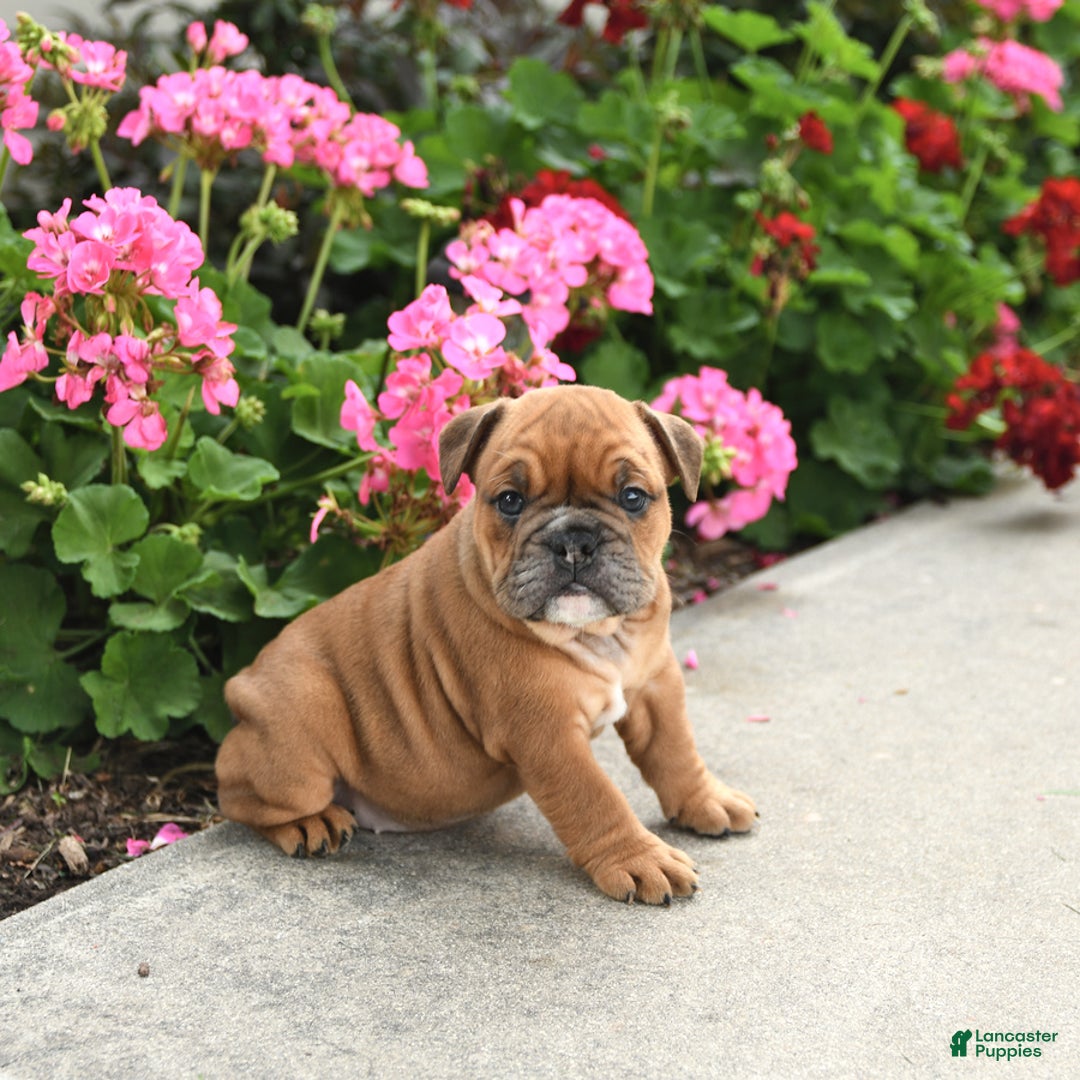 English Bulldog dogs for sale: Wendy - Image 3