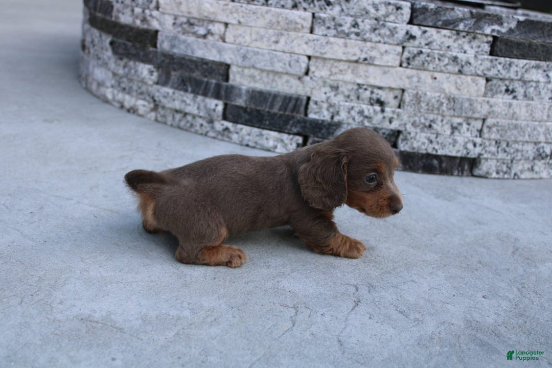 Miniature Dachshund dogs for sale: Bingo - Image 18