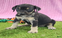 Catahoula Leopard Dog dogs for sale: Tess 2025 Female 4 - Image 4