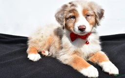 Australian Shepherd dogs for sale: Kobe - Image 3