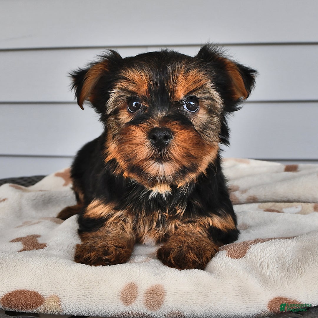 Yorkshire Terrier dogs for sale: Lilac - Image 5