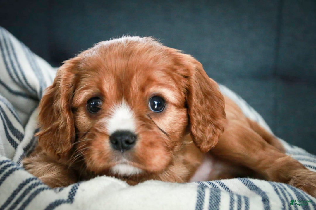 Cavalier King Charles Spaniel dogs for sale: Clifford - Image 38