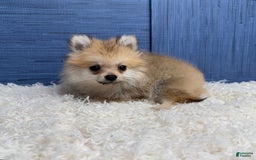 Pomeranian dogs for sale: Charlie - Image 6