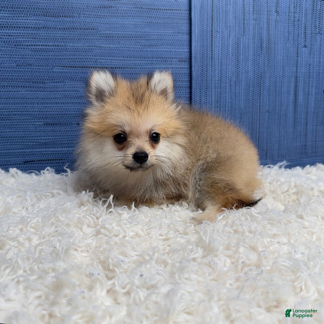 Pomeranian dogs for sale: Charlie - Image 6