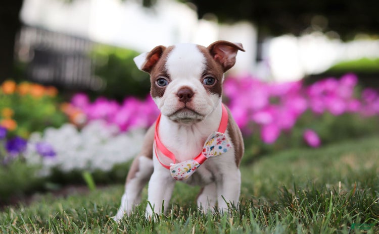 Boston Terrier dogs for sale - Ad 3