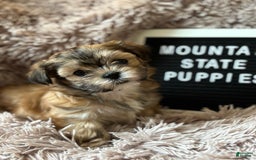 Malshi dogs for sale: Teacup Imperial Olivia - Image 3