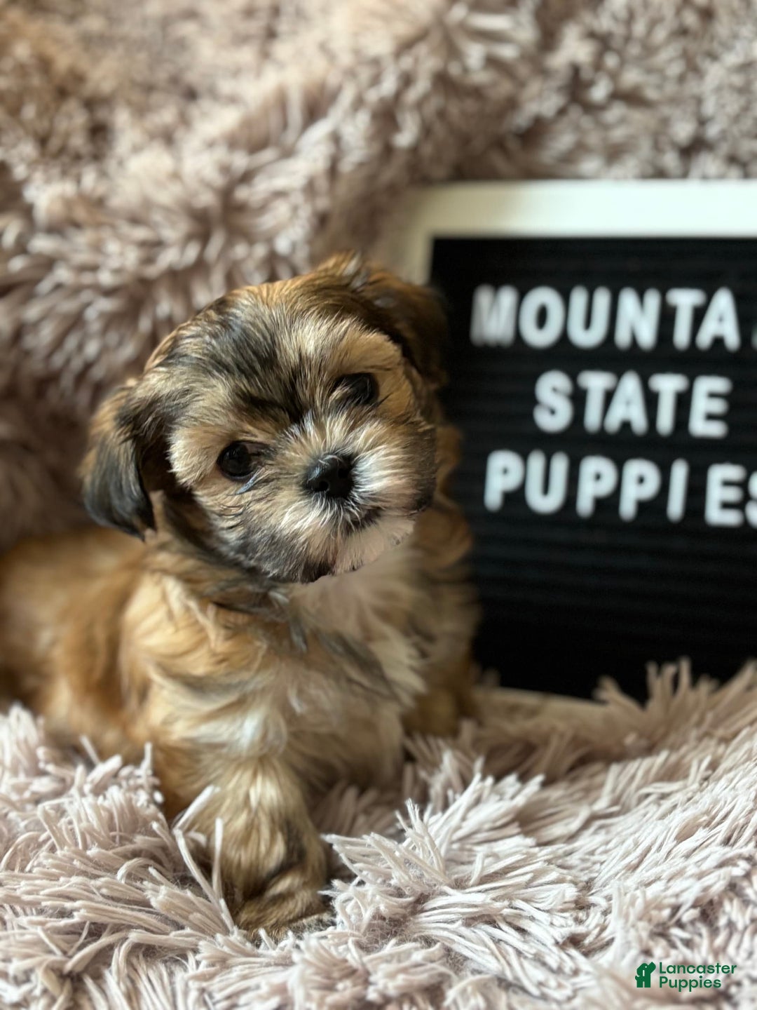 Malshi dogs for sale: Teacup Imperial Olivia - Image 3