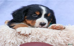 Bernese Mountain Dog dogs for sale: Snoopy - Image 1