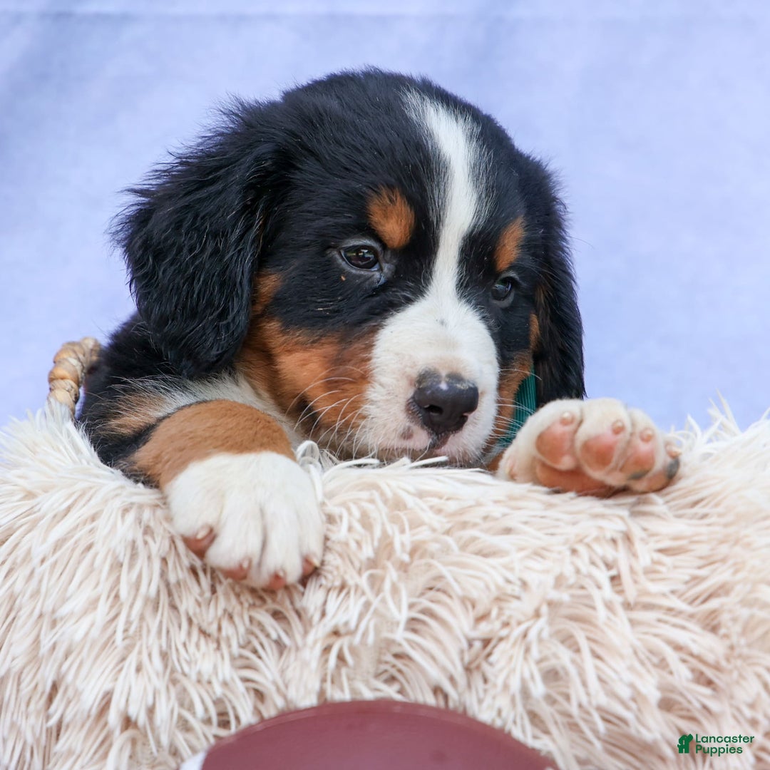 Bernese Mountain Dog dogs for sale: Snoopy - Image 1