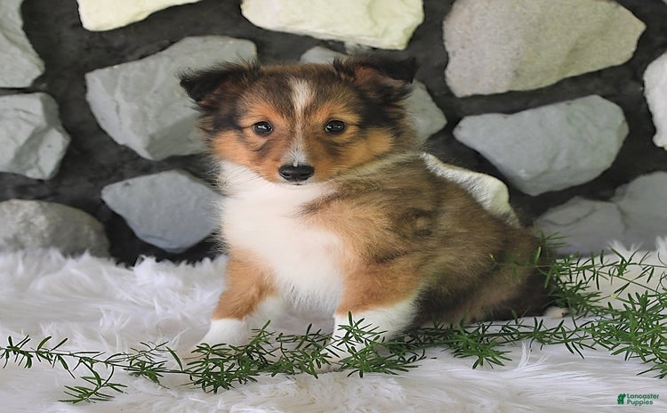 Shetland Sheepdog dogs for sale - Ad 2