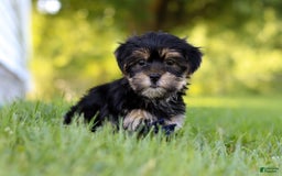 Morkie dogs for sale: George - Image 4