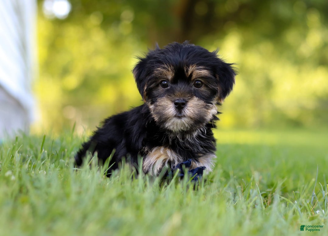 Morkie dogs for sale: George - Image 4