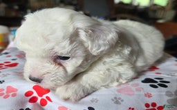 Toy Poodle dogs for sale: Paisley 2nd Girl - Image 3