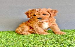 Cavapoo dogs for sale: Cooper - Image 2