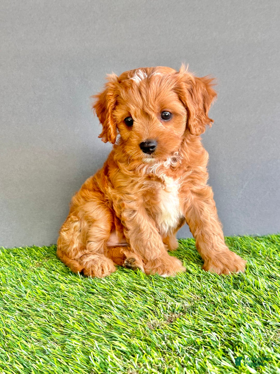Cavapoo dogs for sale: Cooper - Image 2