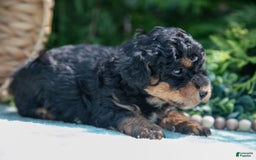 Mini Bernedoodle dogs for sale: Kip - Image 5