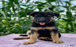 German Shepherd dogs for sale: Nala - Image 6
