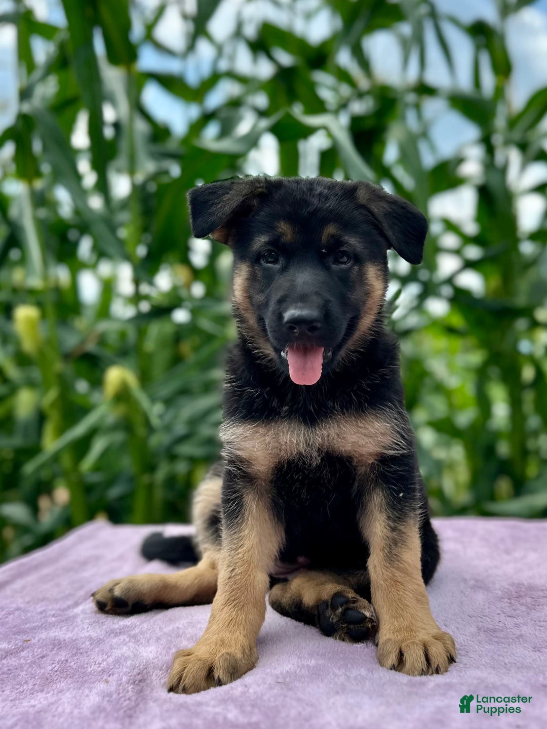 German Shepherd dogs for sale: Nala - Image 6