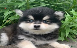 Alaskan Klee Kai dogs for sale: Kai  Toy Boy - Image 9