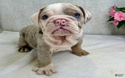English Bulldog dogs for sale: Eden - Image 1