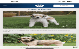 Bernedoodle dogs for sale: Lola - Image 6