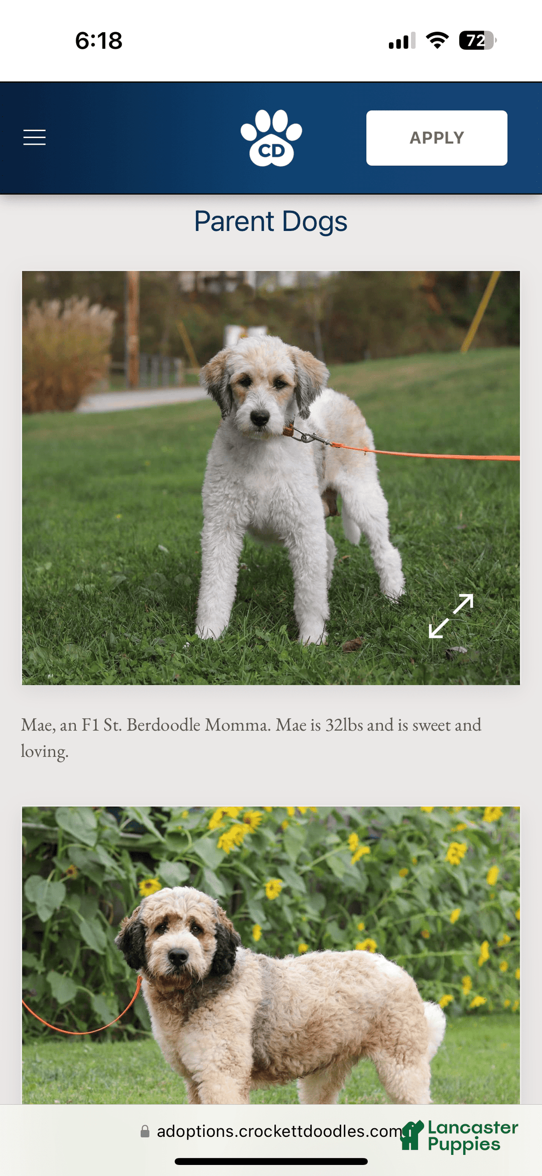 Bernedoodle dogs for sale: Lola - Image 6