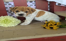 Beabull dogs for sale: Charlie - Image 4