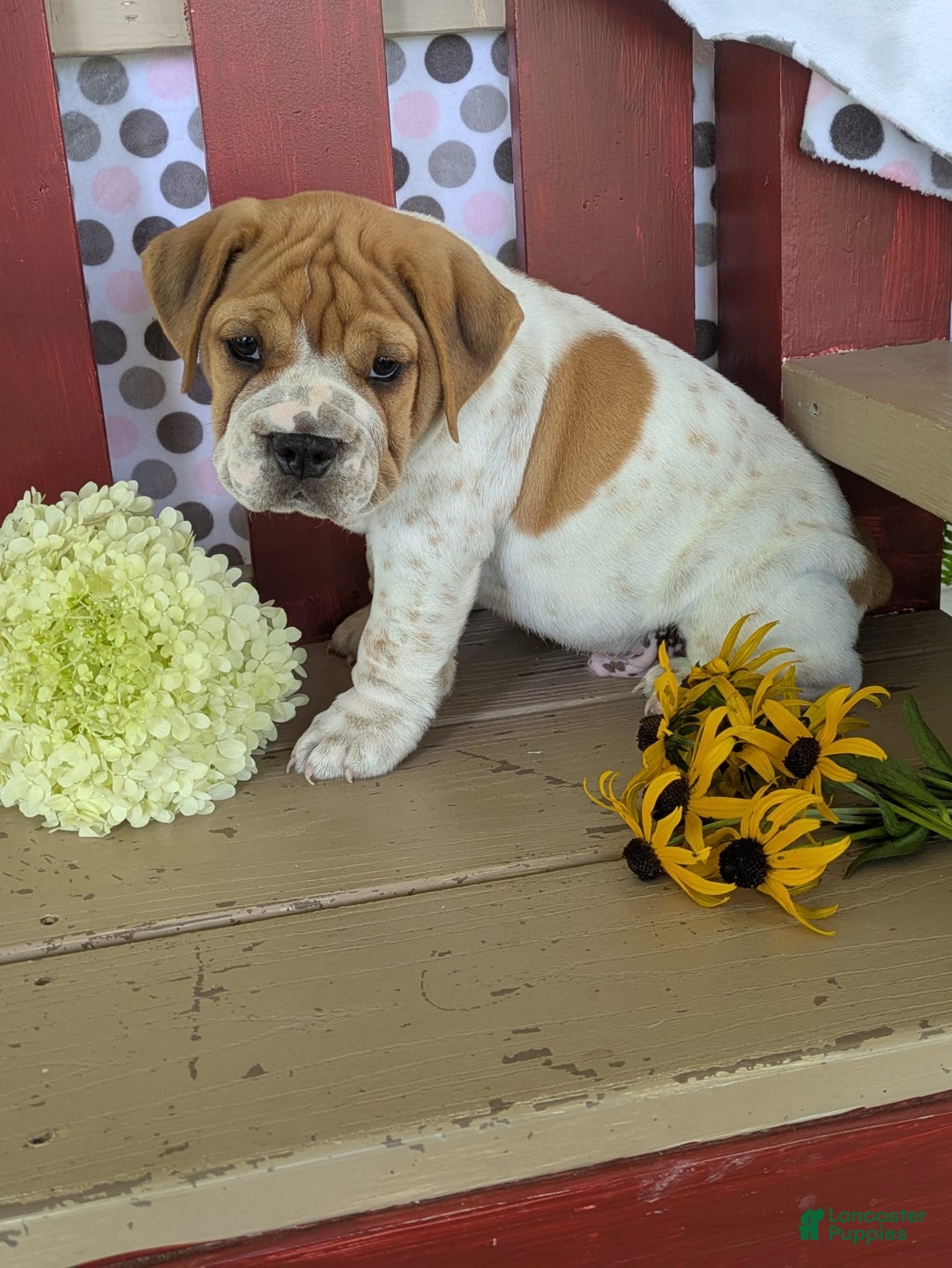 Beabull dogs for sale: Charlie - Image 4
