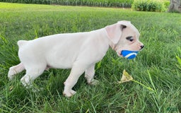 Boxer dogs for sale: Stewart - Image 3