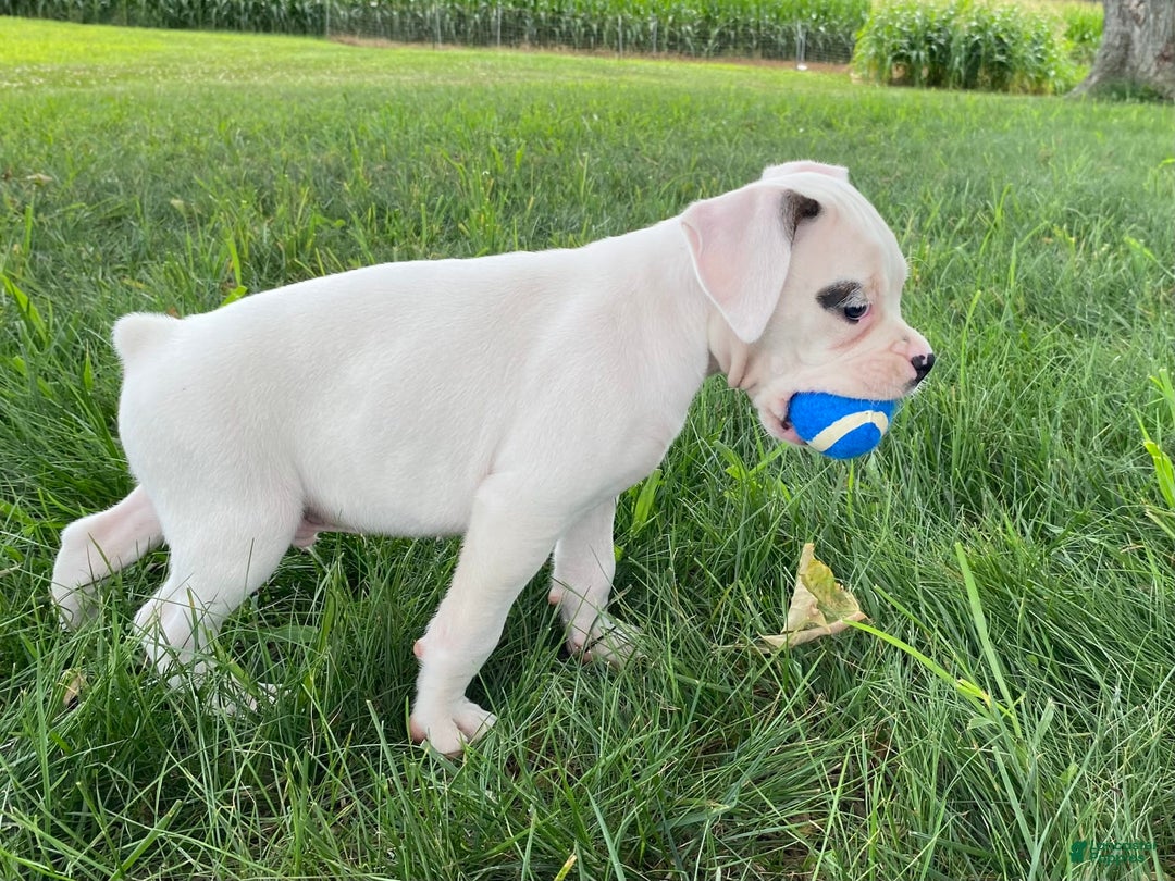 Boxer dogs for sale: Stewart - Image 3
