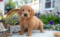 Goldendoodle dogs for sale: Teddy - Image 2