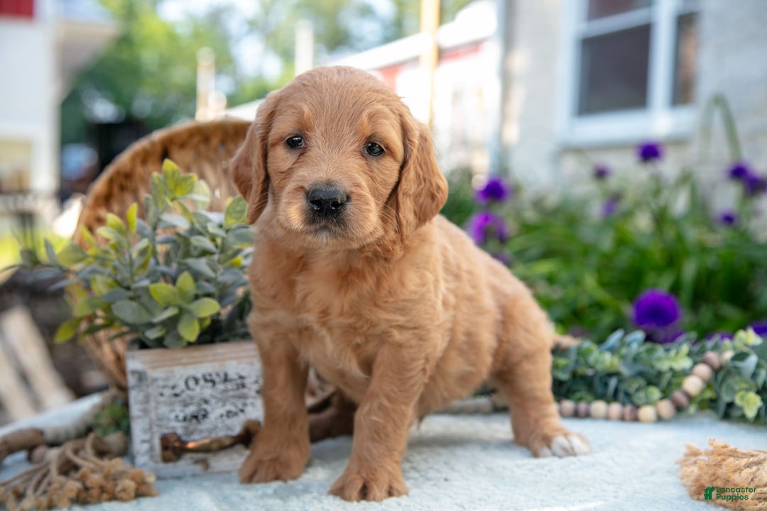 Goldendoodle dogs for sale: Teddy - Image 2