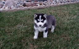 Siberian Husky dogs for sale: Lucy - Image 5
