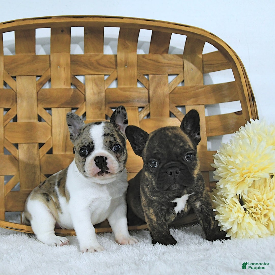 Frenchton dogs for sale: Zeke - Image 1