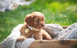 Cavalier King Charles Spaniel dogs for sale: Monty - Image 5