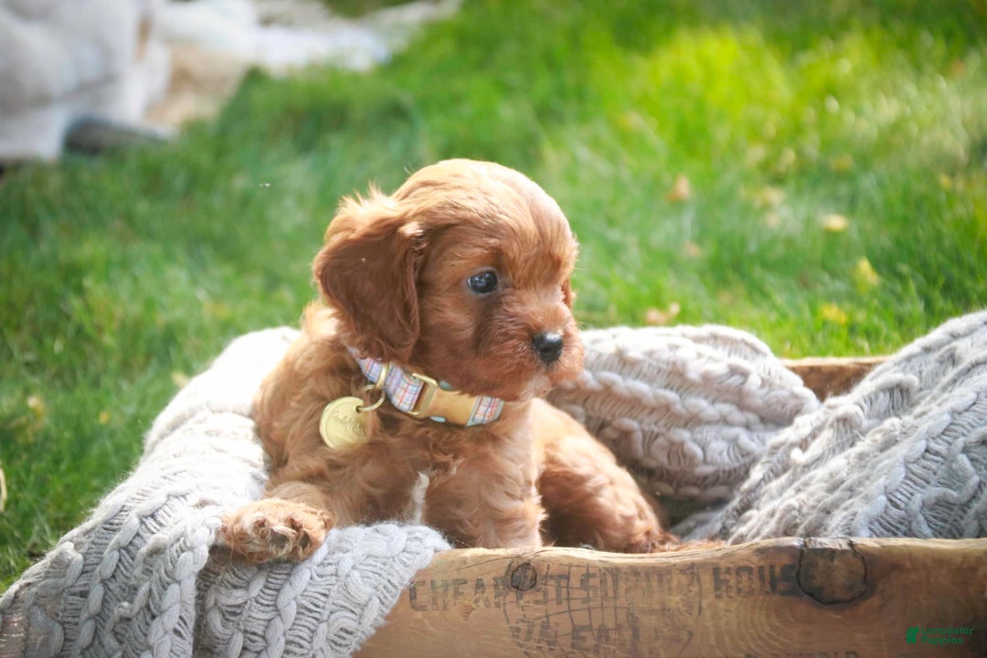 Cavalier King Charles Spaniel dogs for sale: Monty - Image 5