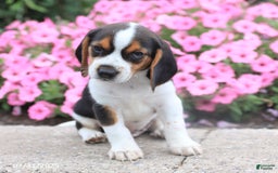 Beagle dogs for sale: Andrew - Image 3