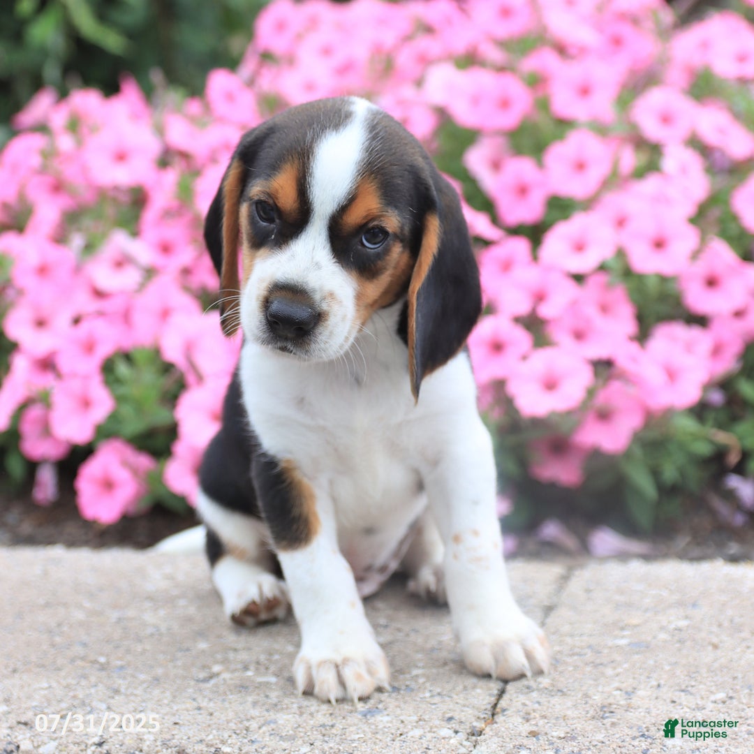 Beagle dogs for sale: Andrew - Image 3