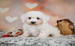 Bichon Frise dogs for sale: Boliver - Image 1