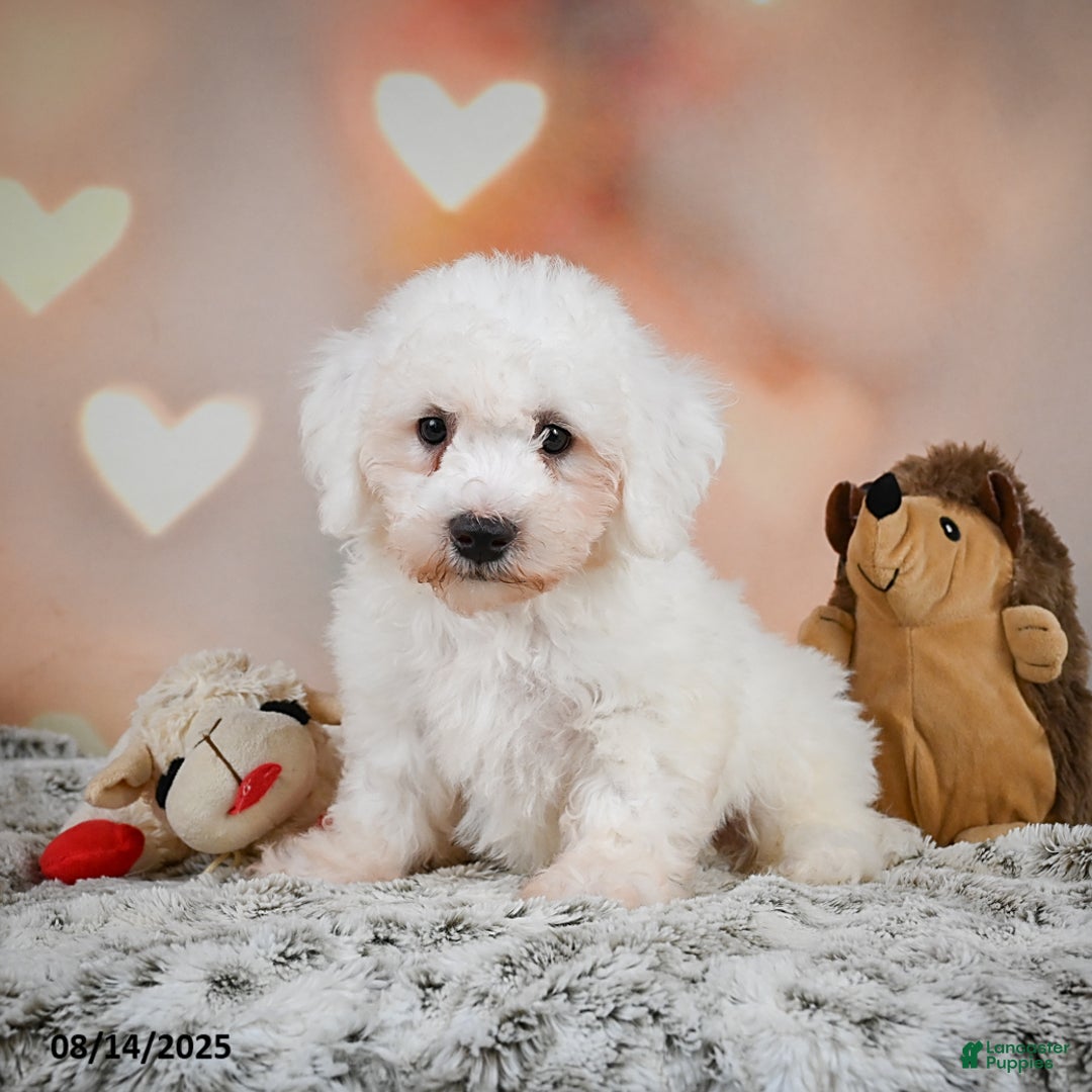 Bichon Frise dogs for sale: Boliver - Image 1