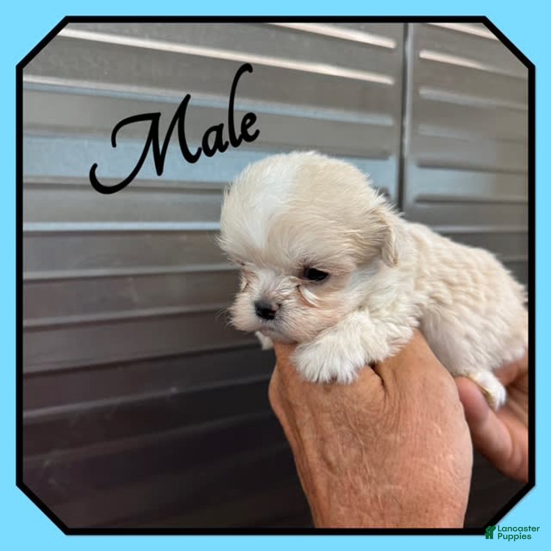 Teddy Bear dogs for sale: Little Guy - Image 1