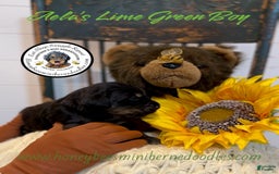 Mini Bernedoodle dogs for sale: Aelas Lime Green Boy - Image 15
