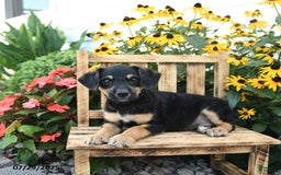 Rat Terrier dogs for sale: Foxy - Image 1