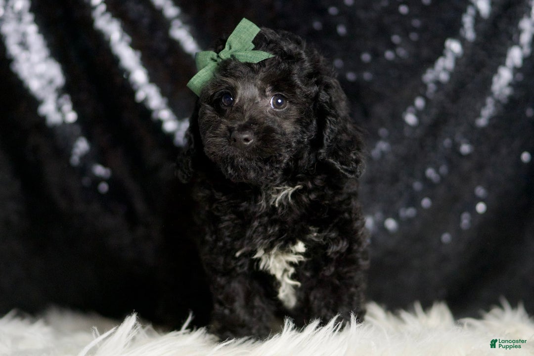 Miniature Poodle dogs for sale: Arnie - Image 6